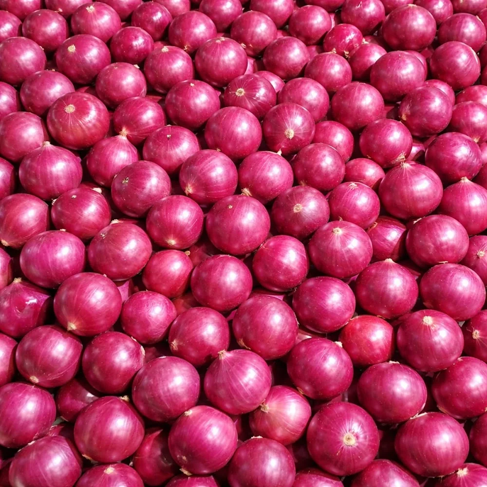 Onion Export from India to Dubai – Premium Quality Supplier for UAE Markets